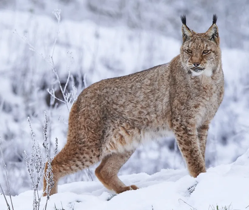 A Eurasian lynx captured by a camera trap, the kind of image used for pose-assisted individual re-identification.